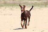 DOBERMANN 857